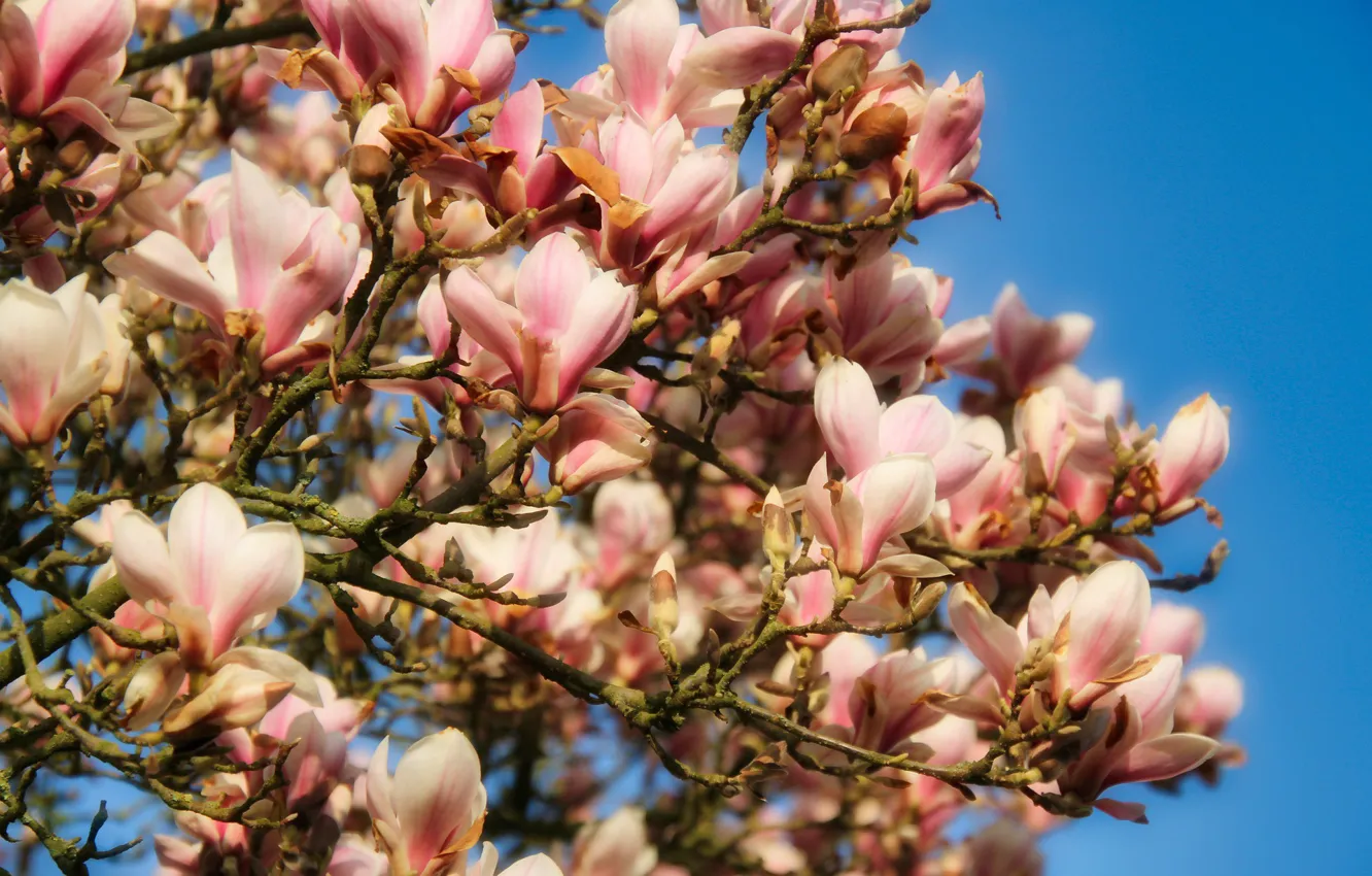 Photo wallpaper trees, flowers, flowering, Magnolia