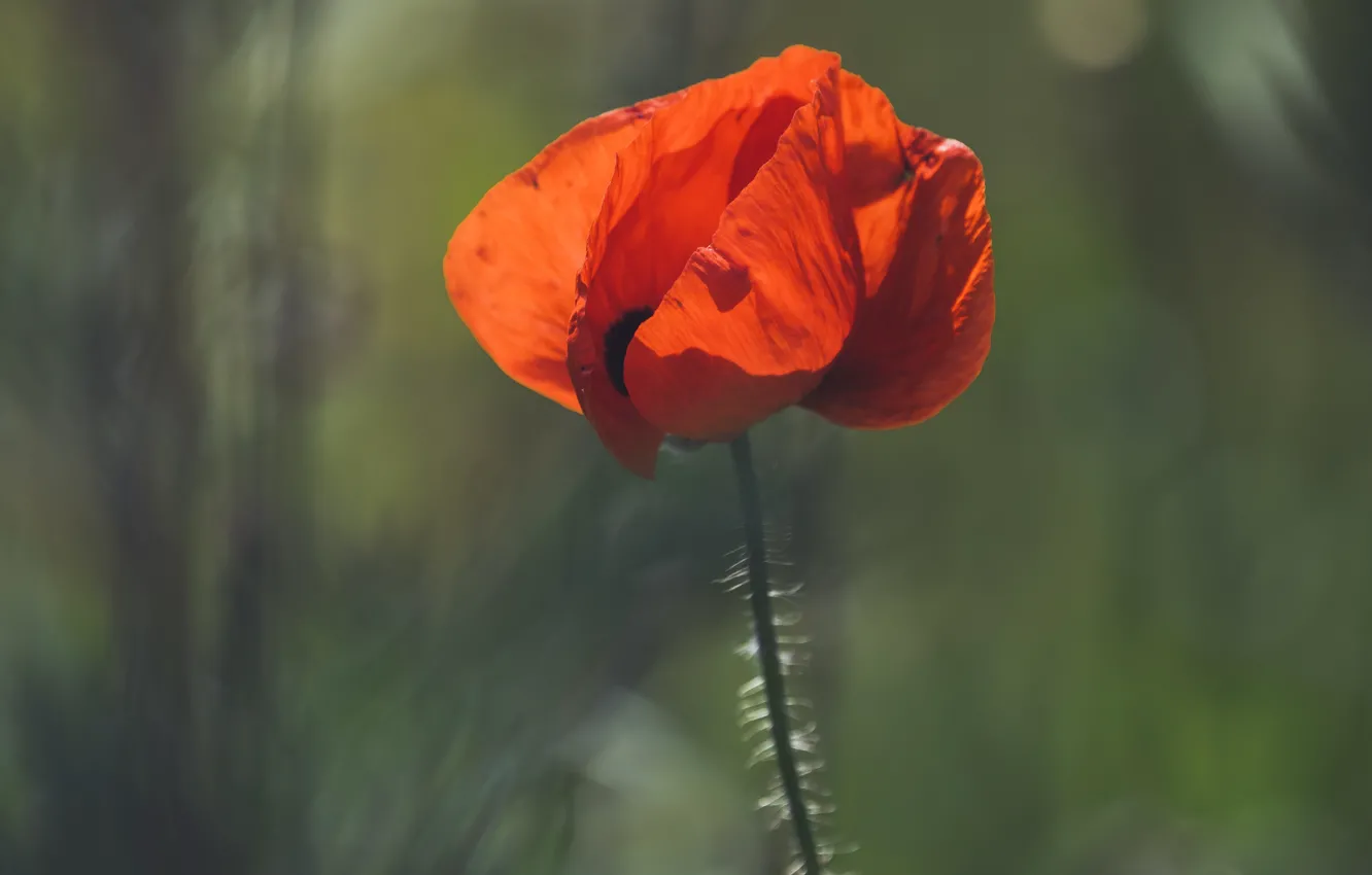 Photo wallpaper light, flowers, red, one, Mac, Maki, green background, bokeh