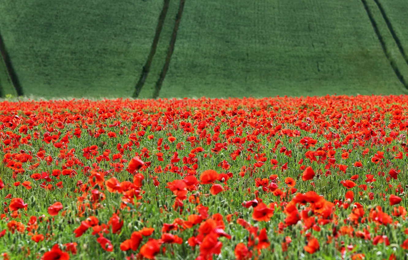 Photo wallpaper field, flowers, strip, Maki, track, green, landing, poppy field
