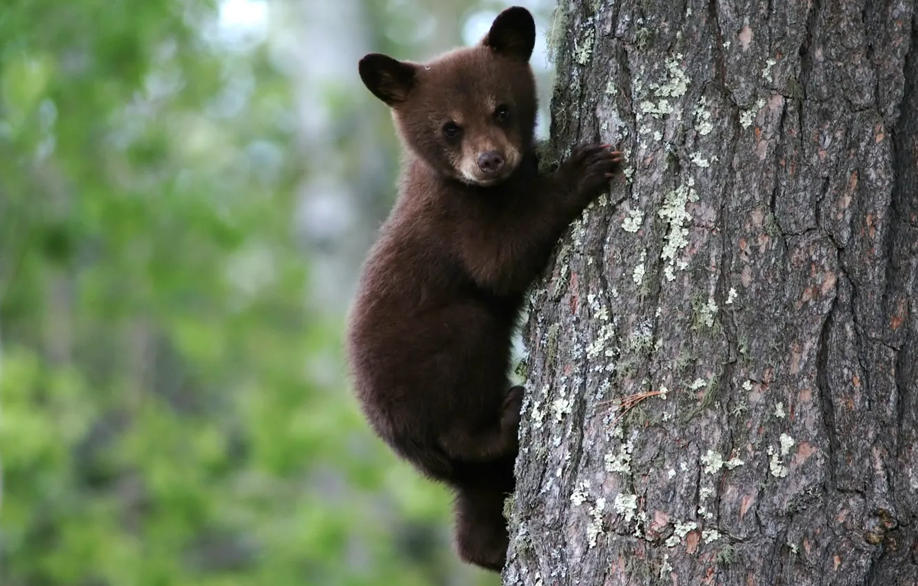 Photo wallpaper bear, on the tree, brown, bear