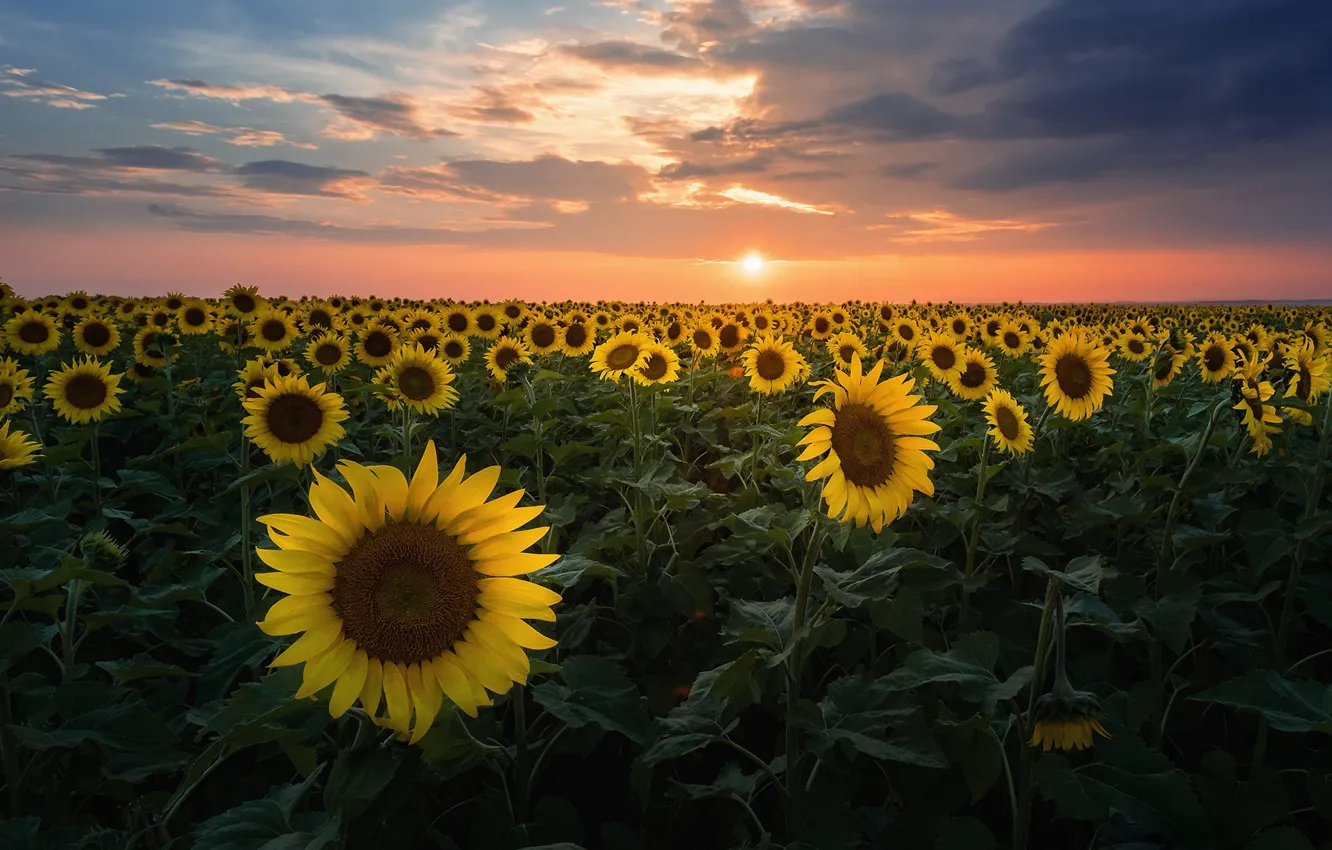 Photo wallpaper field, sunflowers, landscape, flowers, nature, Russia, field of sunflowers