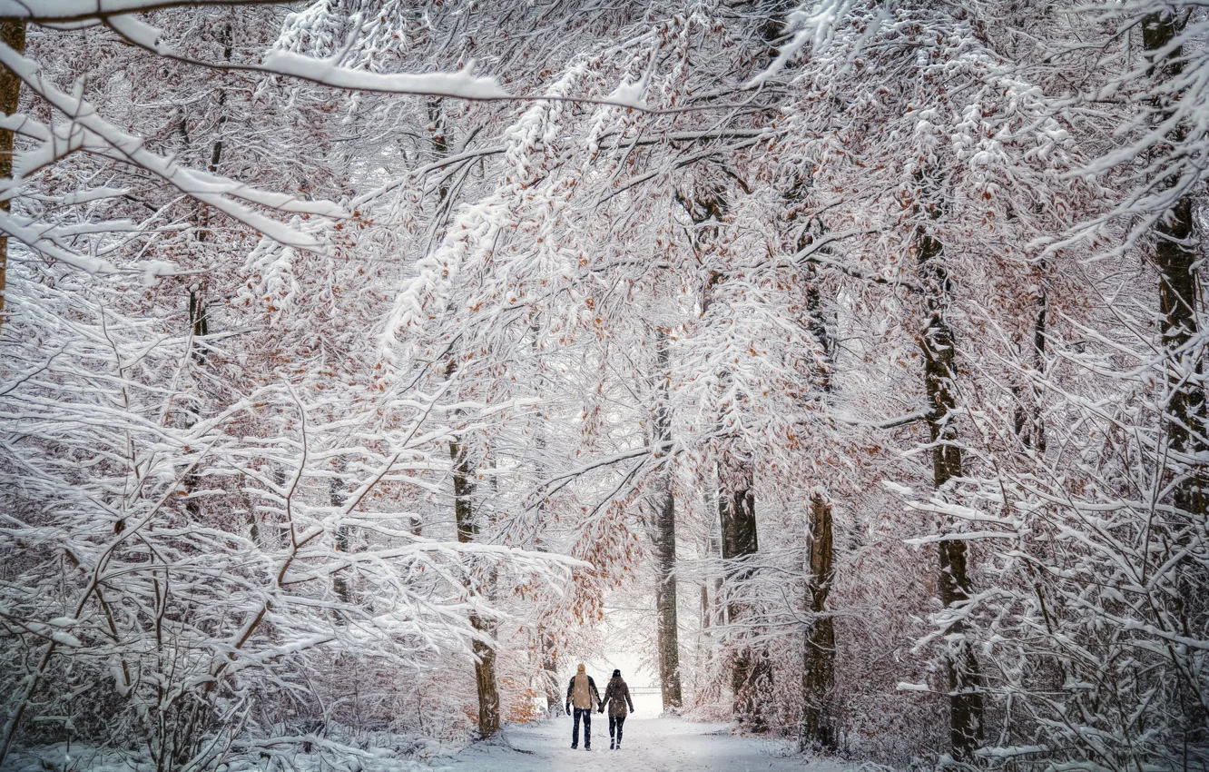 Photo wallpaper winter, forest, walk