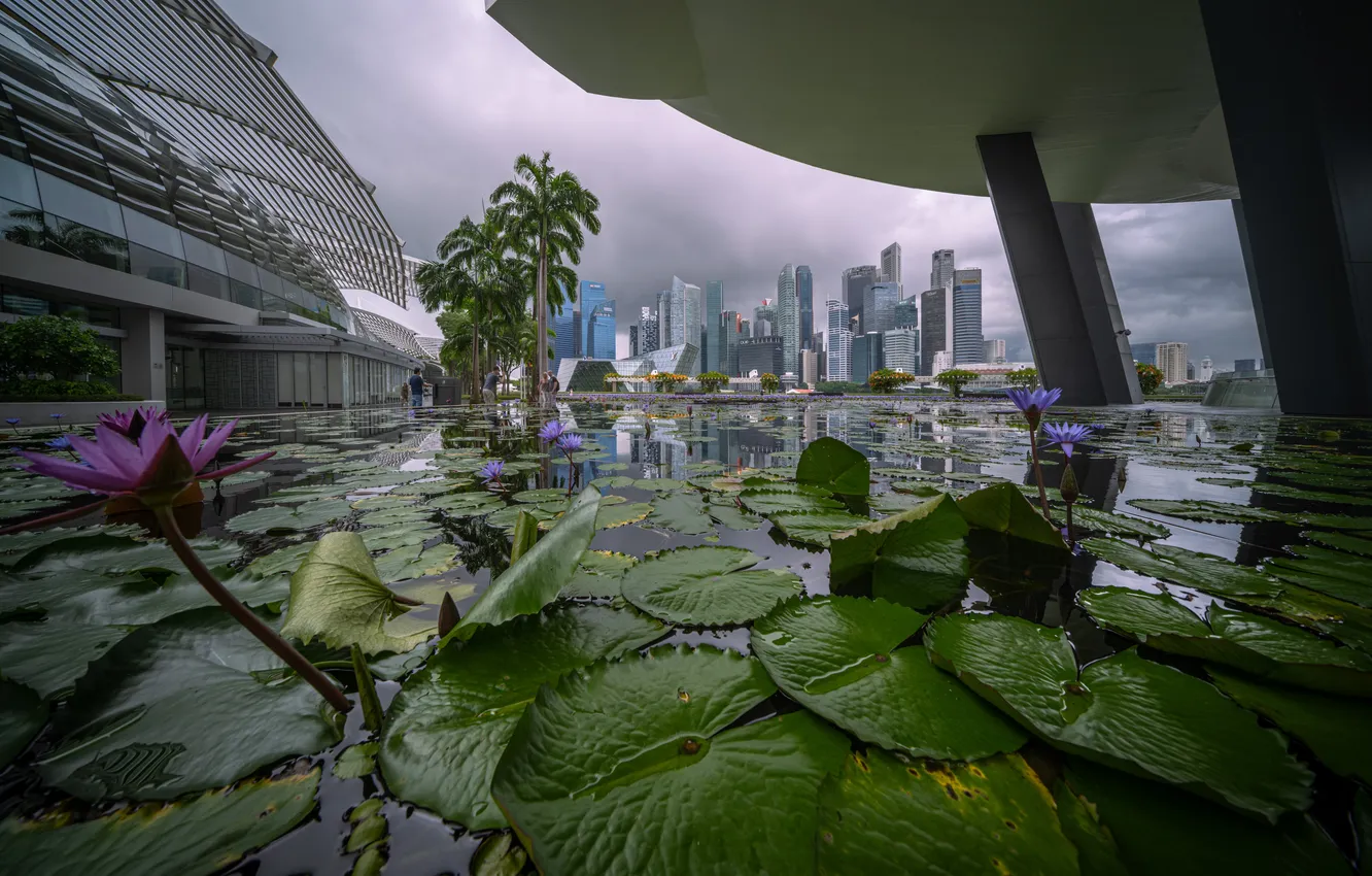 Photo wallpaper pond, home, Lily, Singapore