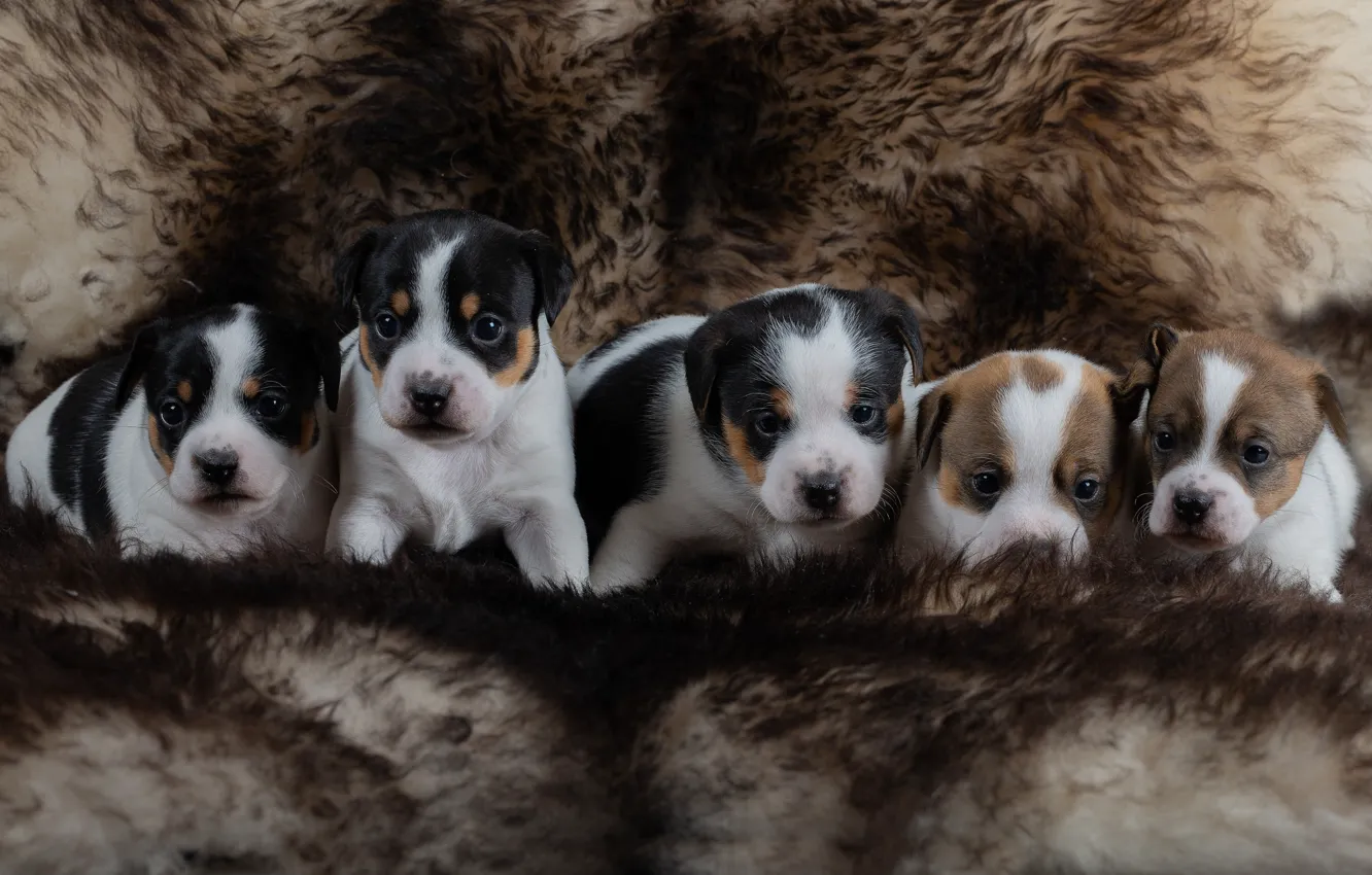 Photo wallpaper dog, puppy, fur