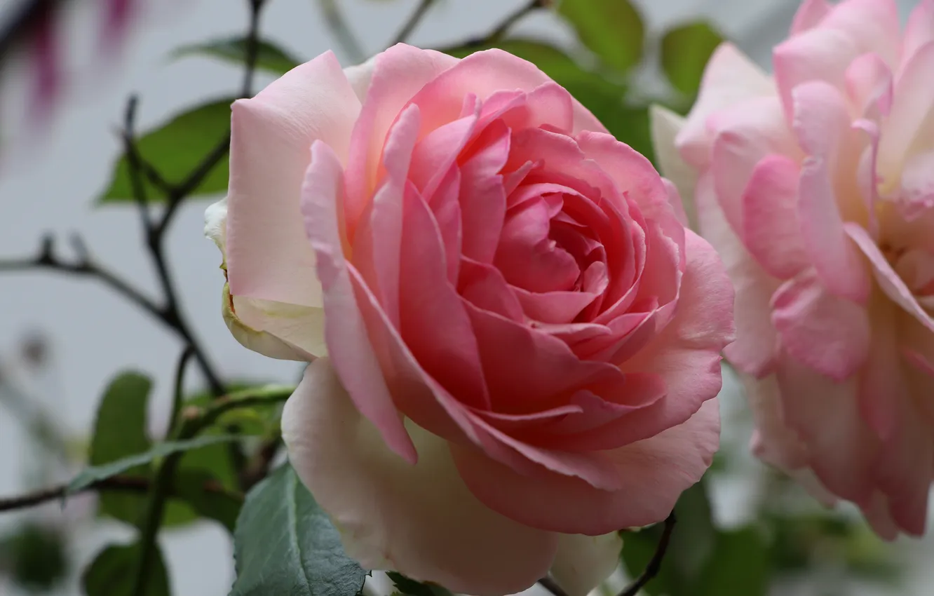 Photo wallpaper leaves, macro, flowers, branches, roses, pink