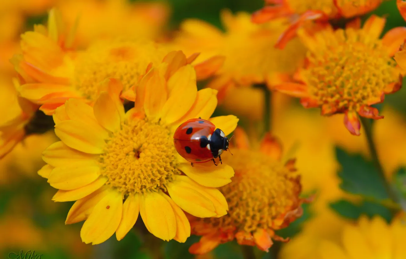 Photo wallpaper Insect, Yellow flowers, Yellow flowers