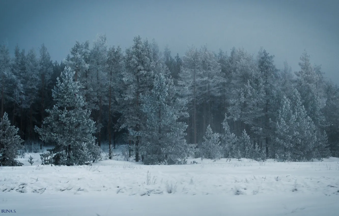 Photo wallpaper snow, Winter, tree