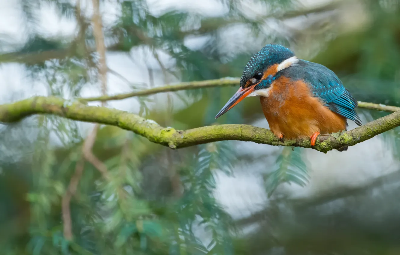 Photo wallpaper branches, bird, bird, sitting, needles, bokeh, blurred background, Kingfisher