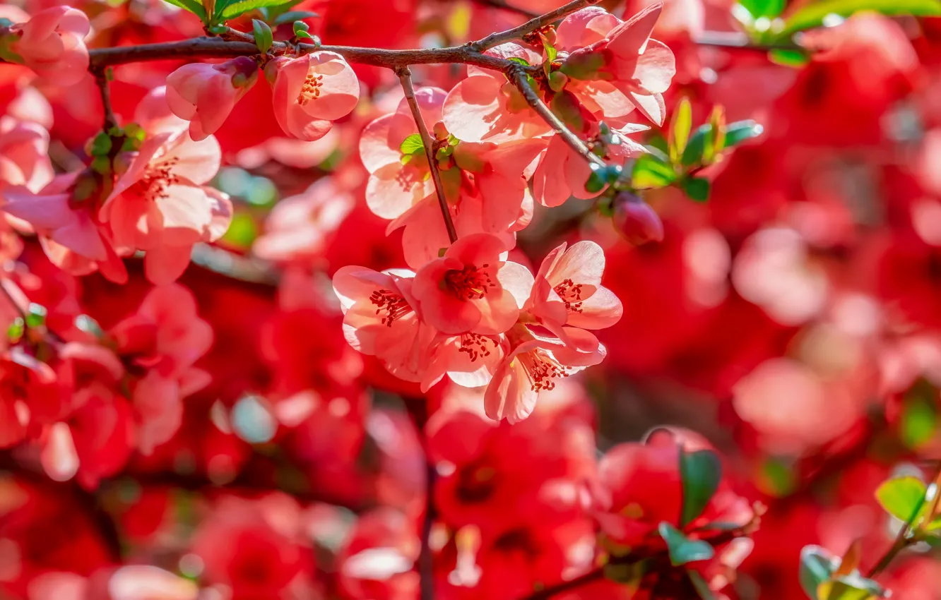 Photo wallpaper trees, branches, spring, red, flowering, blossom, quince, quince