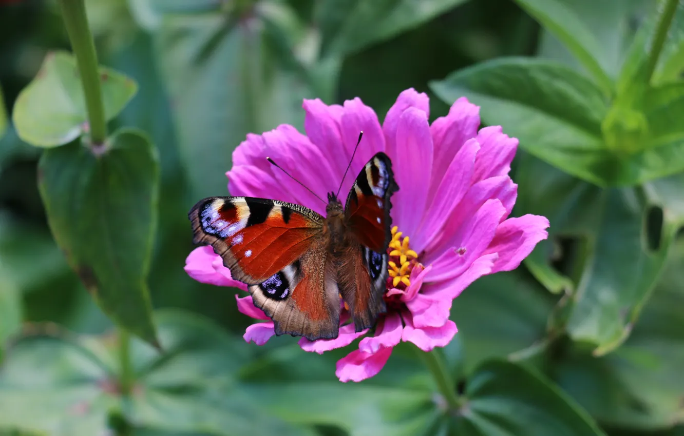 Photo wallpaper summer, macro, flowers, butterfly, peacock
