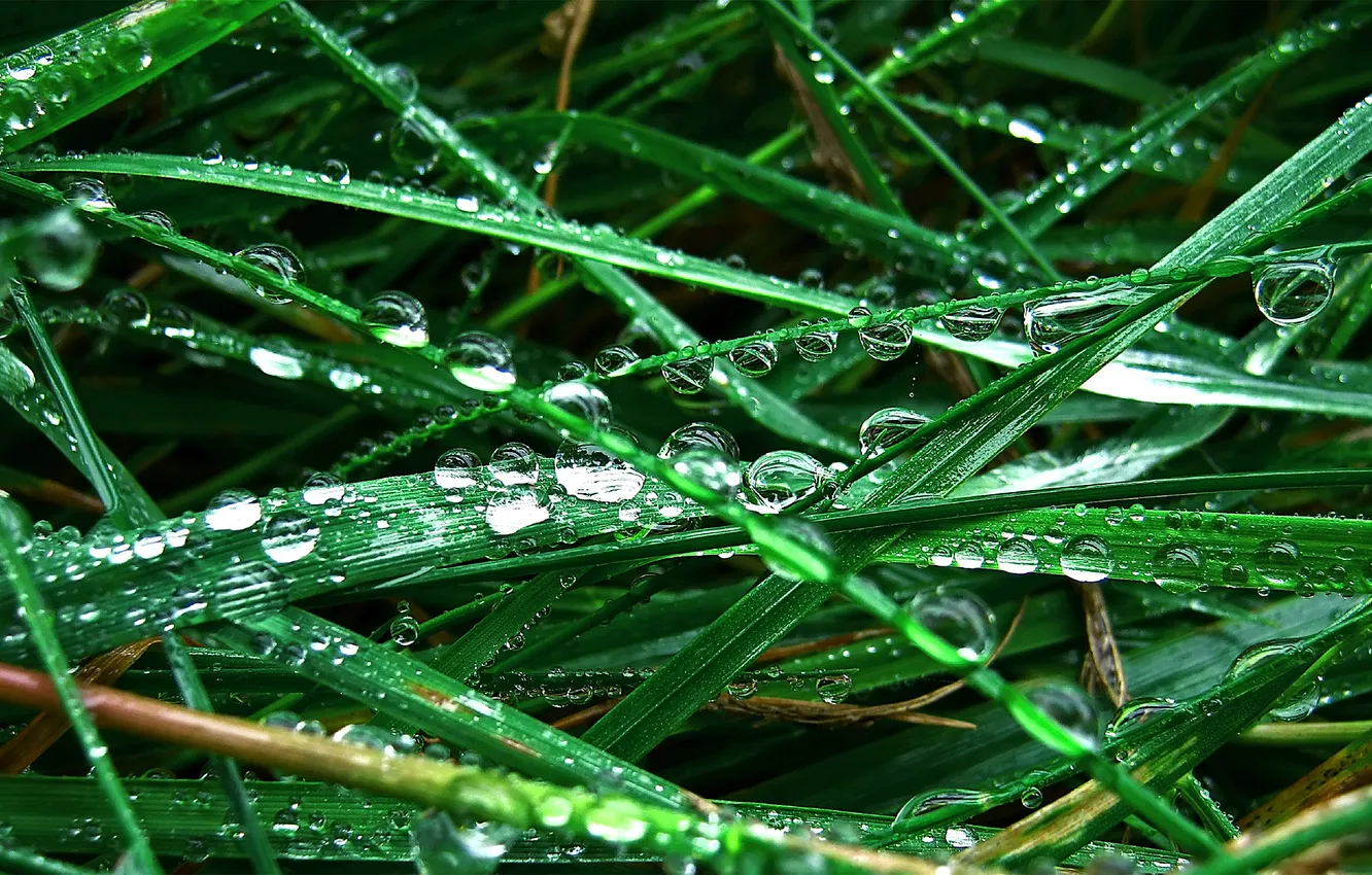 Photo wallpaper grass, macro, Rosa