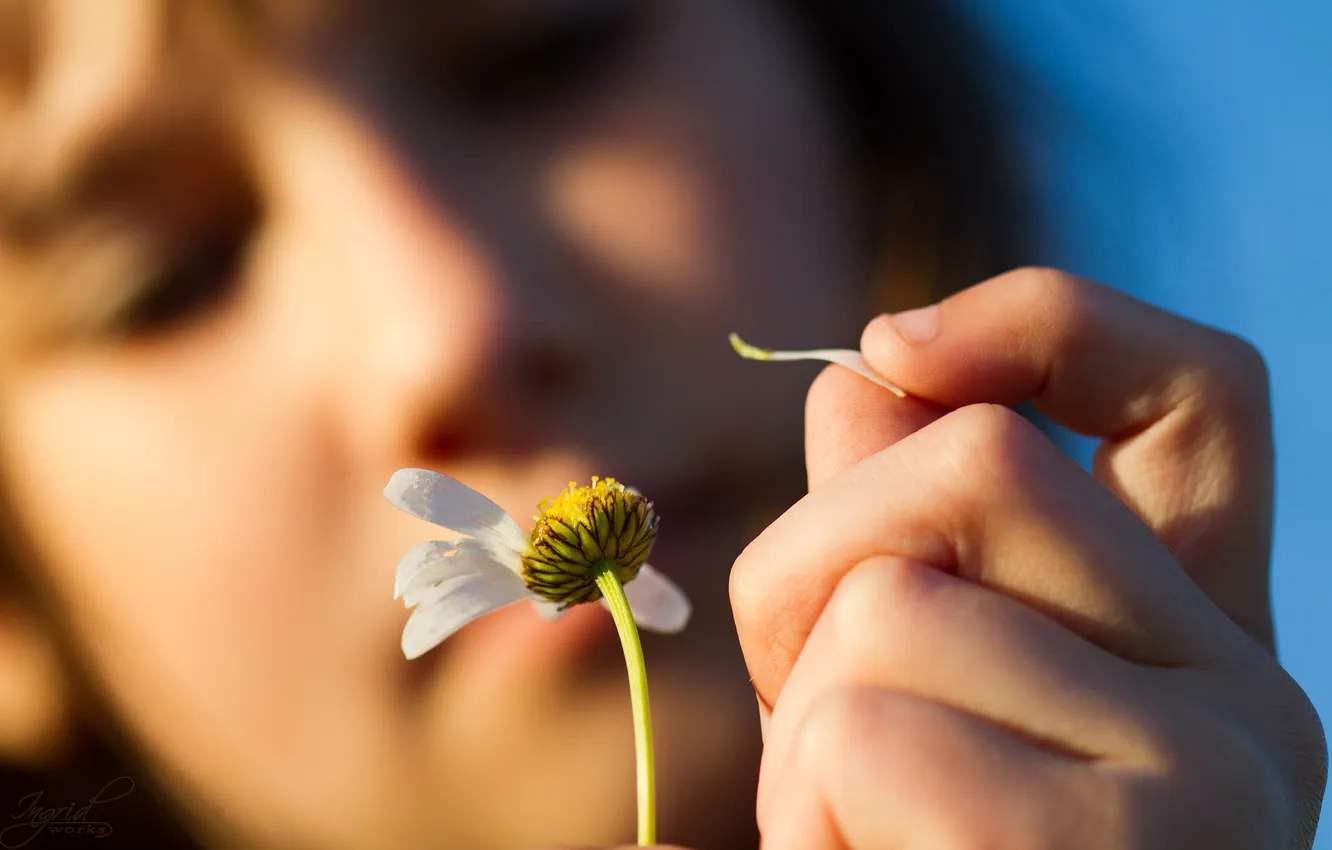 Photo wallpaper mood, chamomile, hands