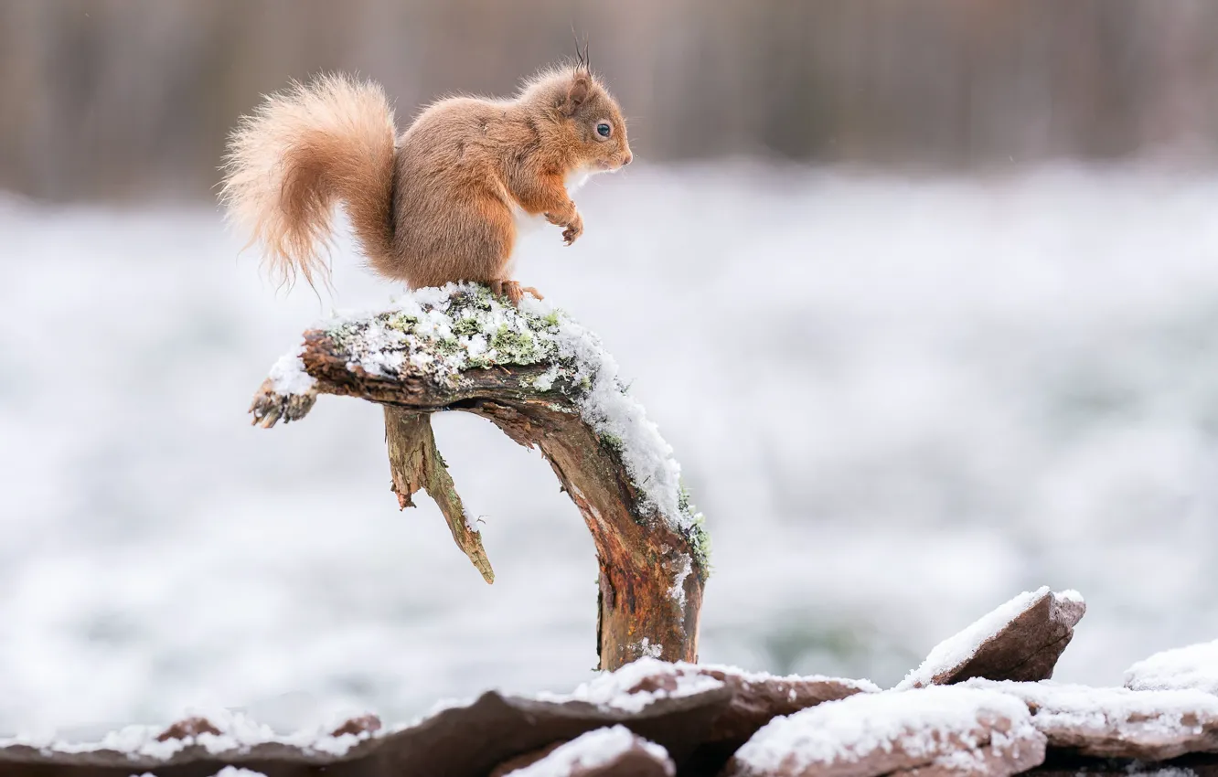 Photo wallpaper winter, look, snow, nature, pose, protein, snag, bark