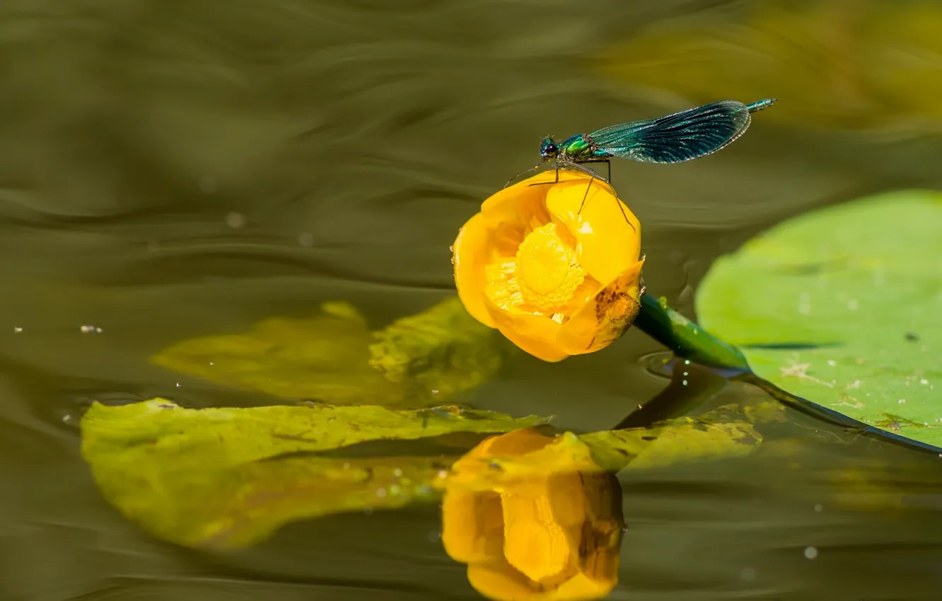 Photo wallpaper water, macro, dragonfly, Lily, brilliant beauty, water Lily yellow, Nuphar lutea