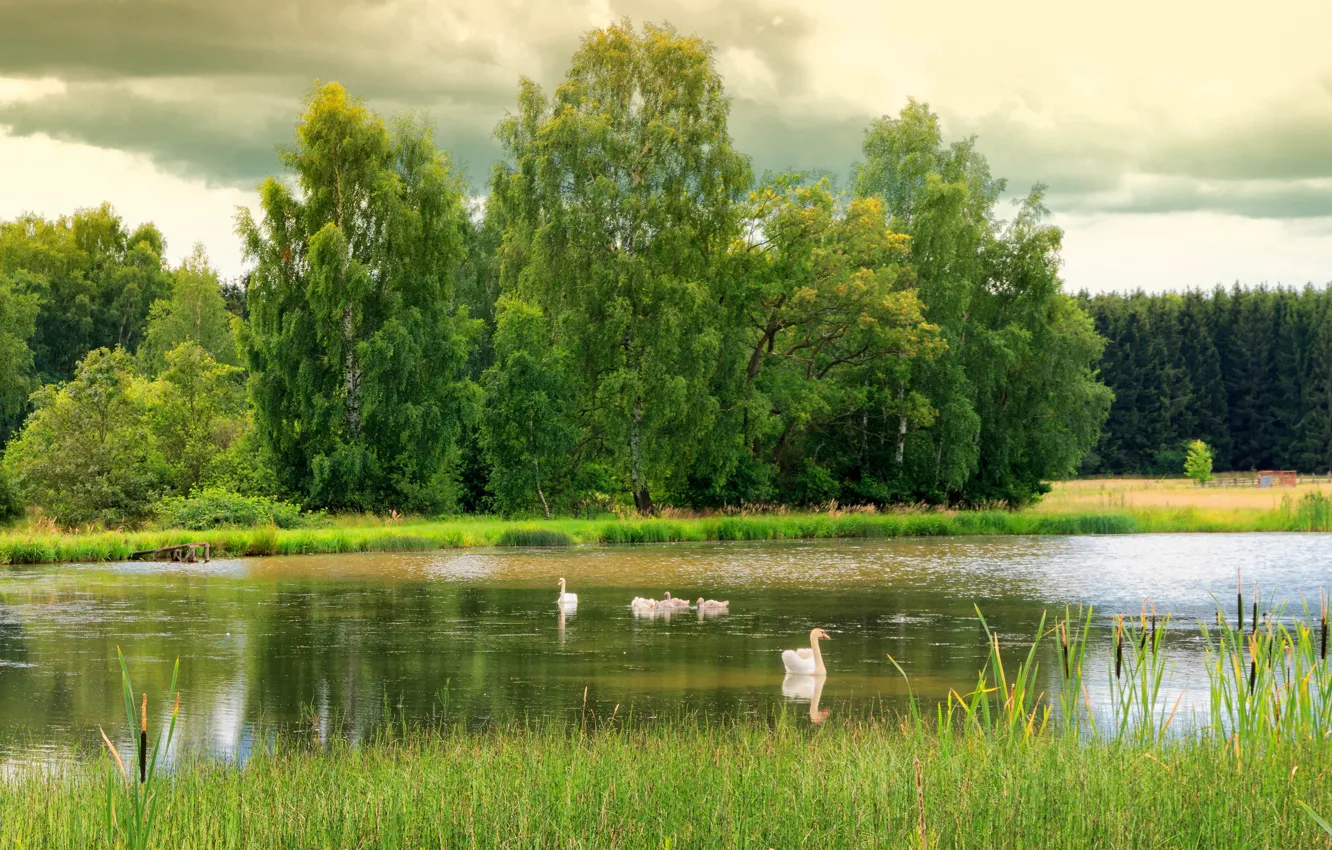 Photo wallpaper greens, trees, lake, bird, shore, swans
