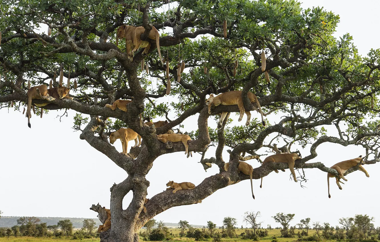 Photo wallpaper trees, stay, lioness, pride