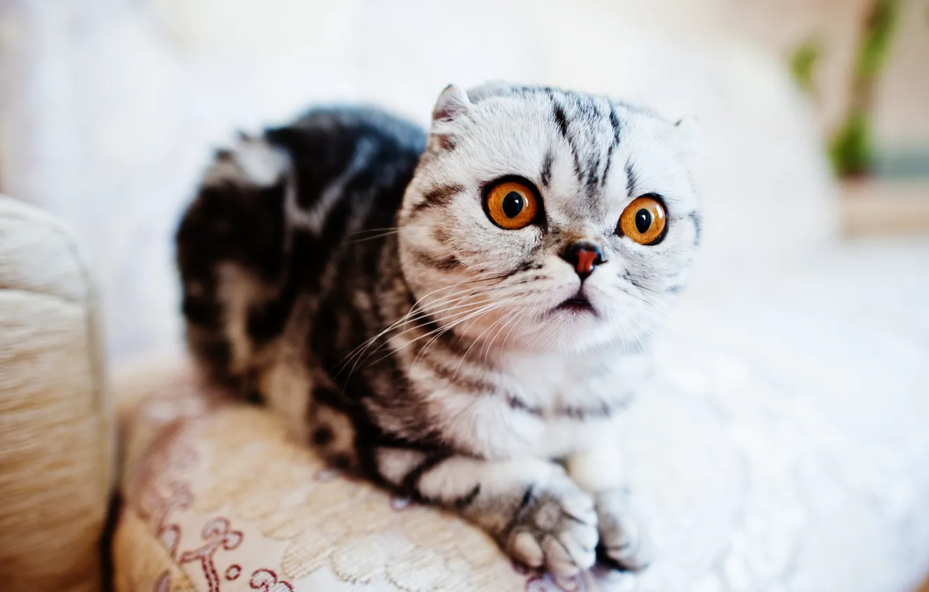 Photo wallpaper cat, cat, look, fold