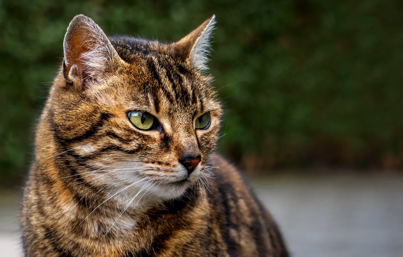 Photo wallpaper eyes, cat, look