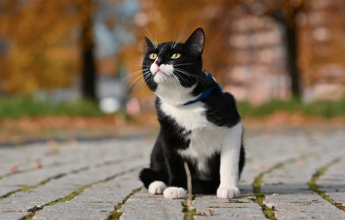 Photo wallpaper road, cat, cat, look, pose, tile, building, black and white