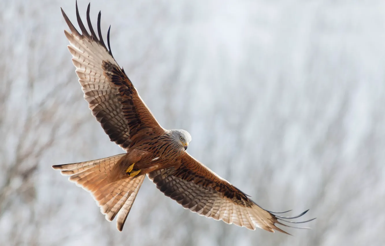 Photo wallpaper freedom, flight, bird, wings, stroke, red kite