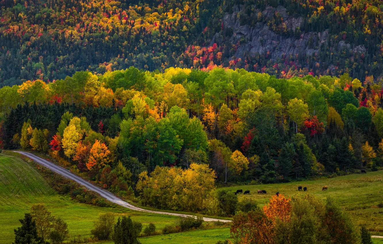 Photo wallpaper road, field, autumn, forest, trees, mountains, cows, slope