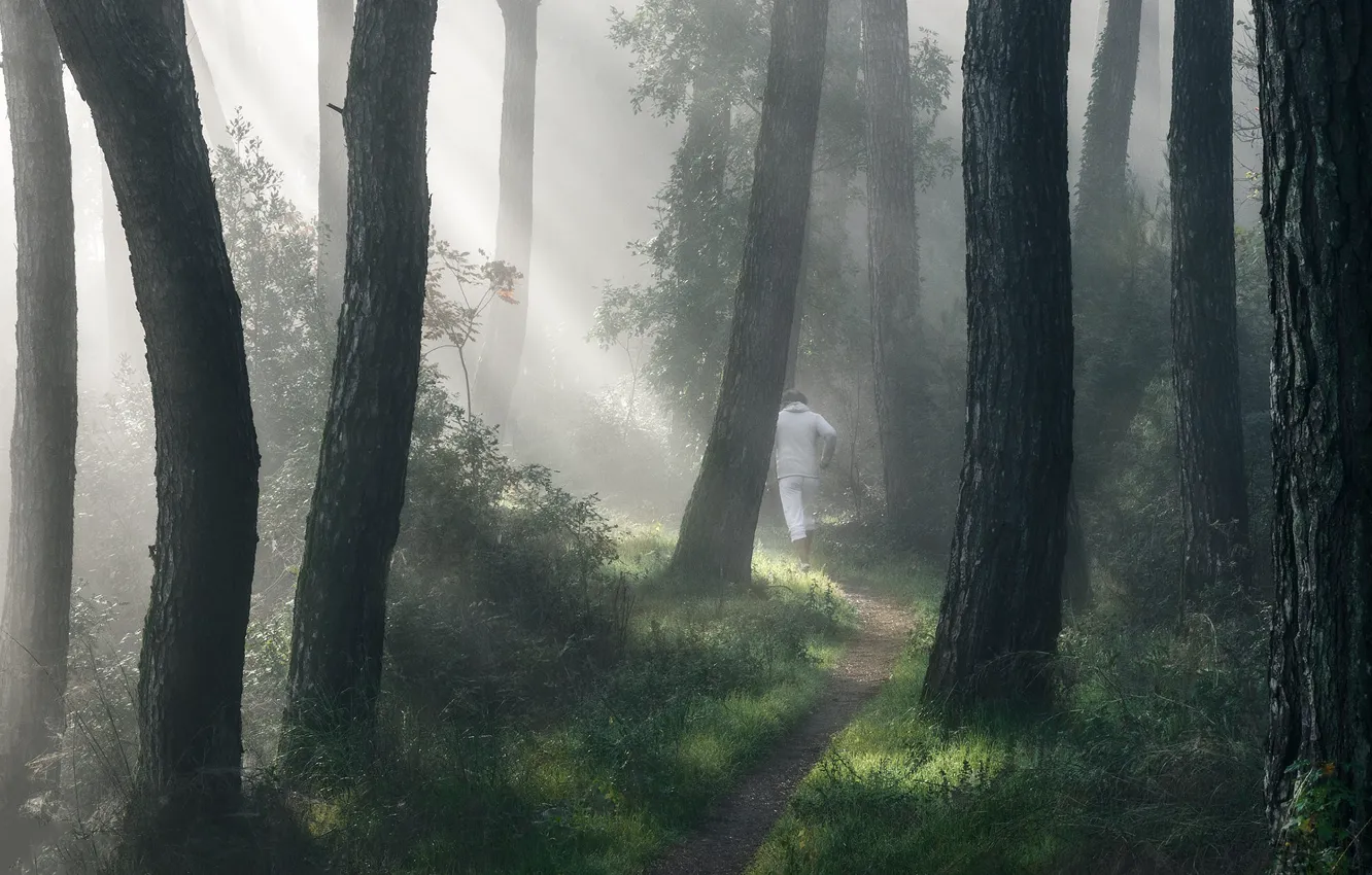 Photo wallpaper forest, fog, path