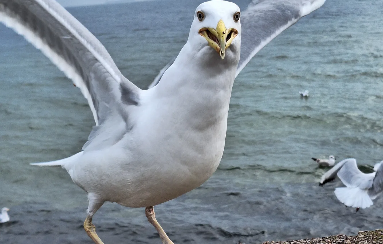 Photo wallpaper Seabirds, Rybitwa, Baltic Sea