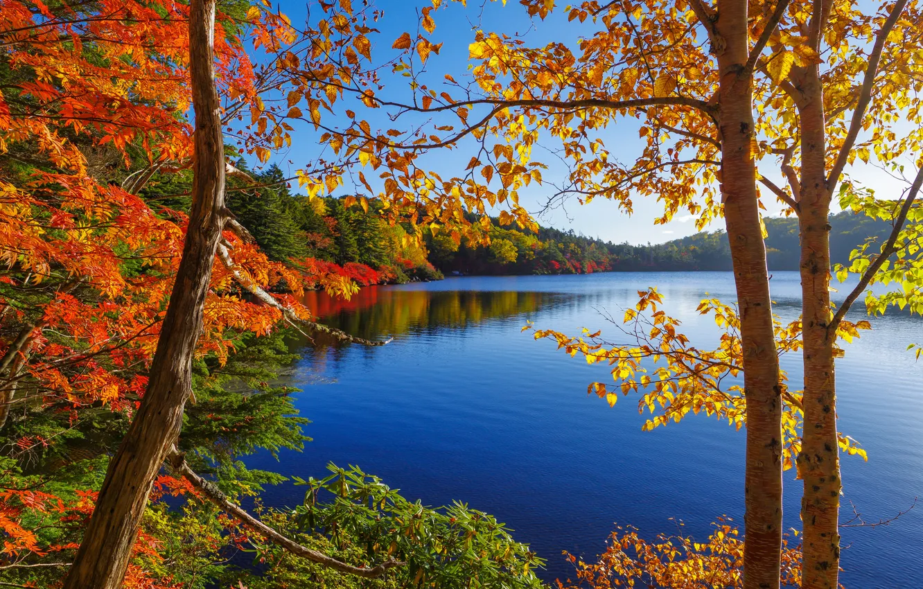 Photo wallpaper autumn, forest, the sky, trees, lake