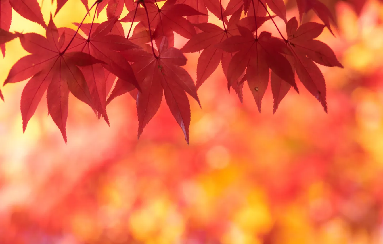 Photo wallpaper autumn, leaves, maple, scarlet