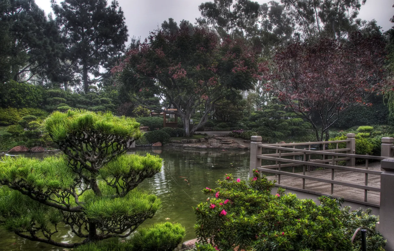 Photo wallpaper nature, park, tree