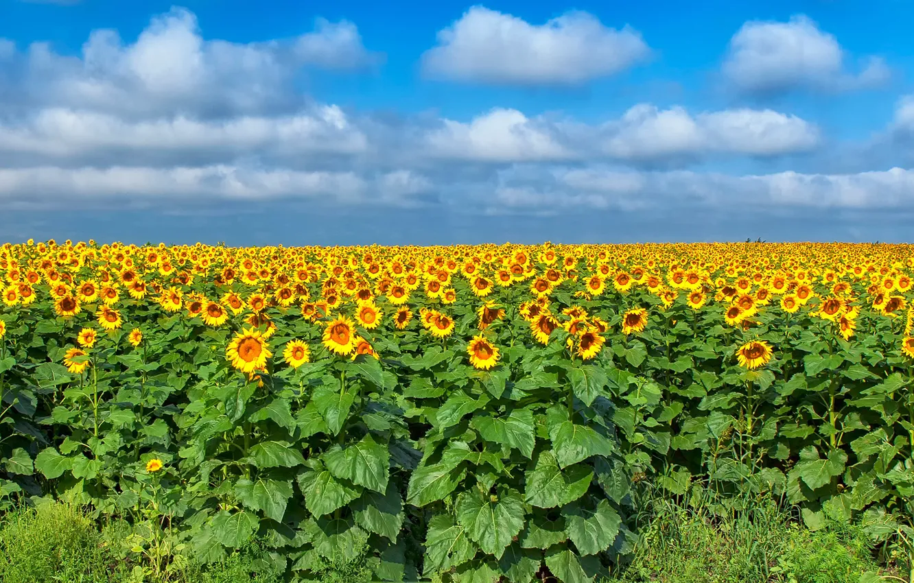 Photo wallpaper field, the sky, grass, leaves, the sun, clouds, sunflowers, flowers