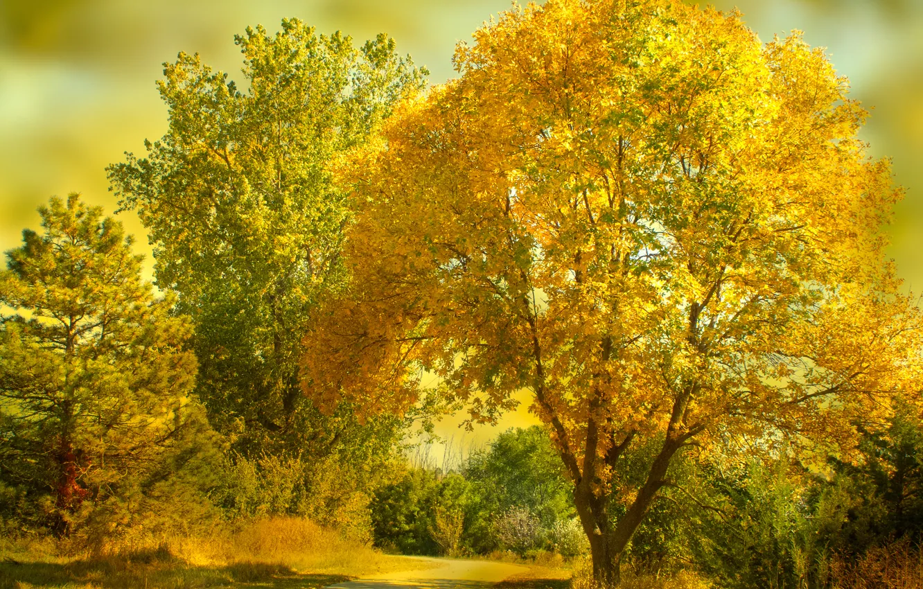 Photo wallpaper road, autumn, forest, light, trees, branches, nature, Park