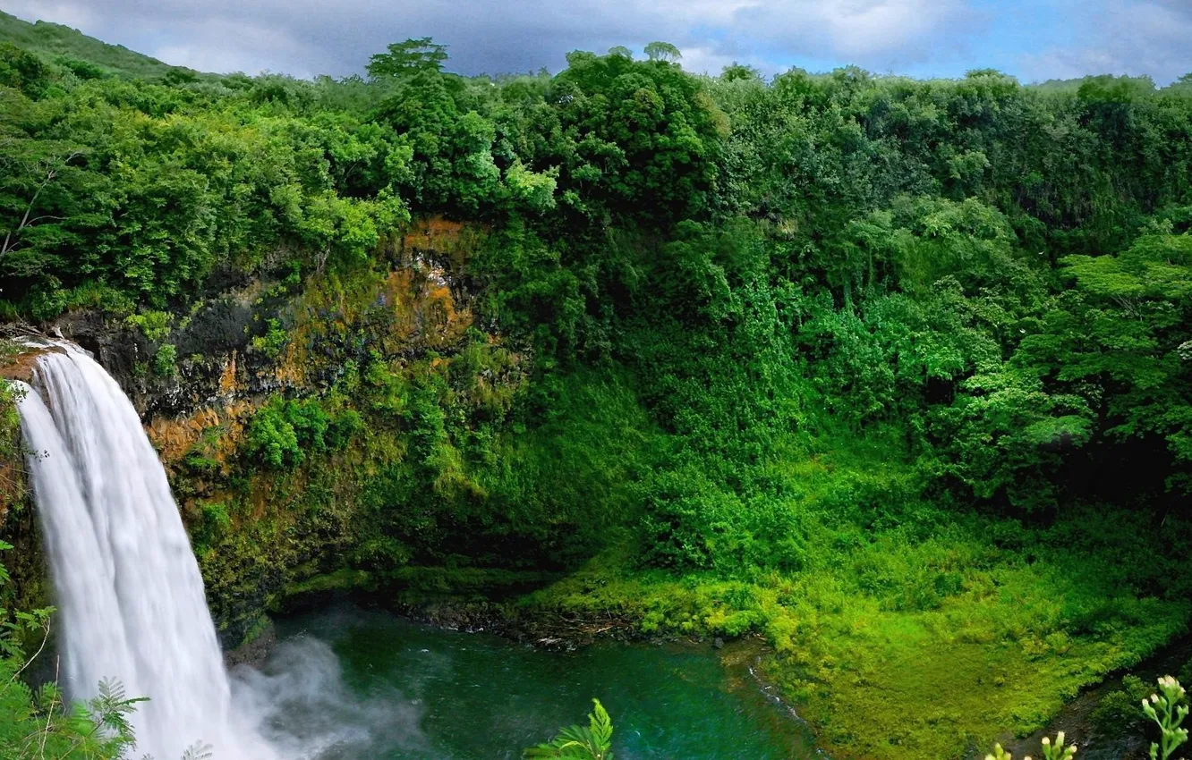 Photo wallpaper forest, trees, nature, plant, waterfall