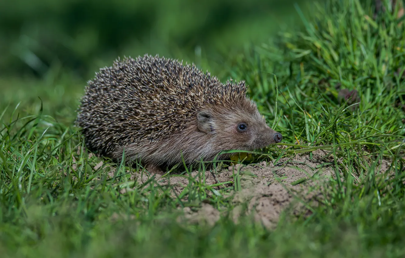 Photo wallpaper nature, animal, spring, hedgehog