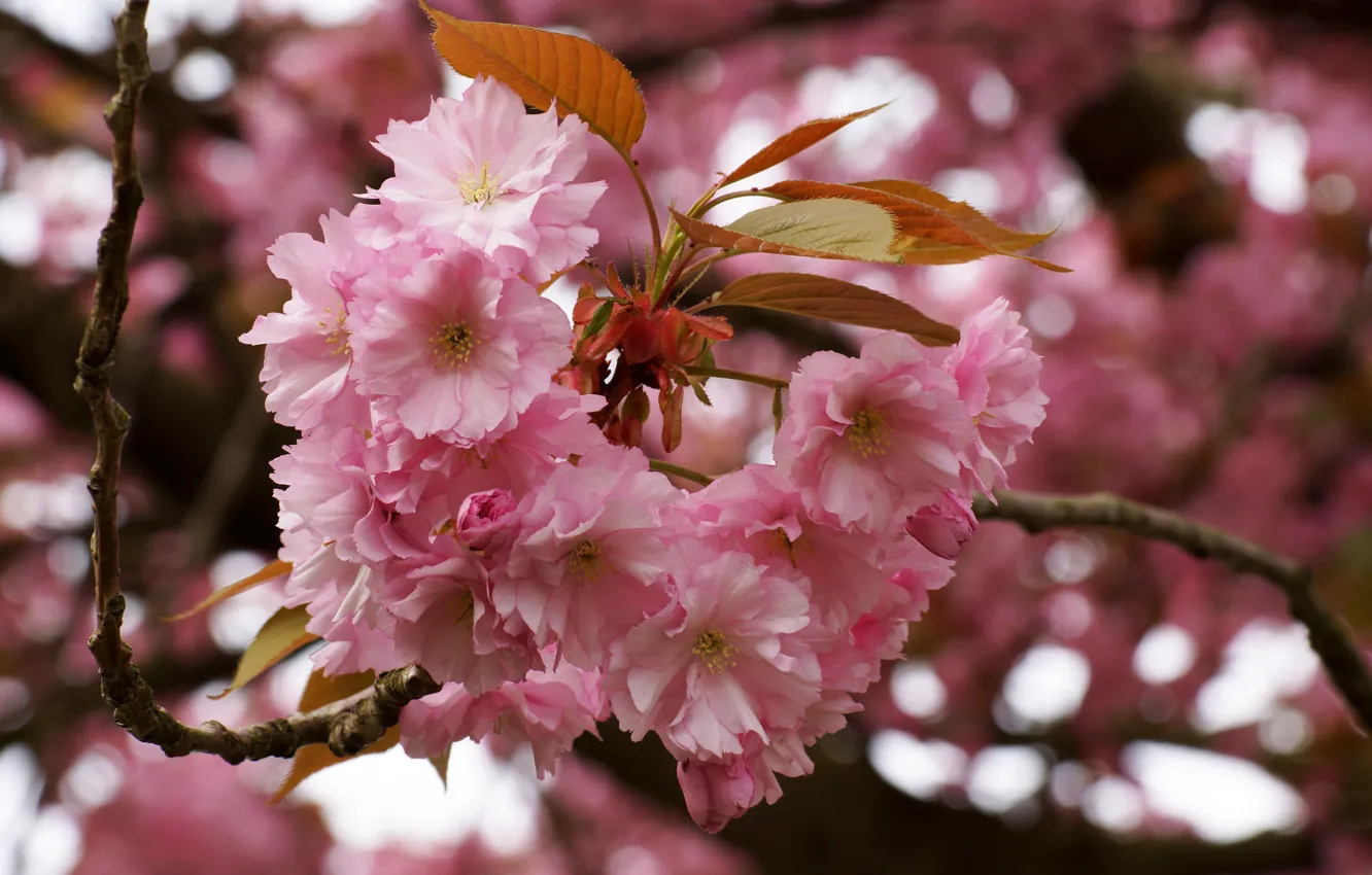 Photo wallpaper flowers, cherry, Sakura