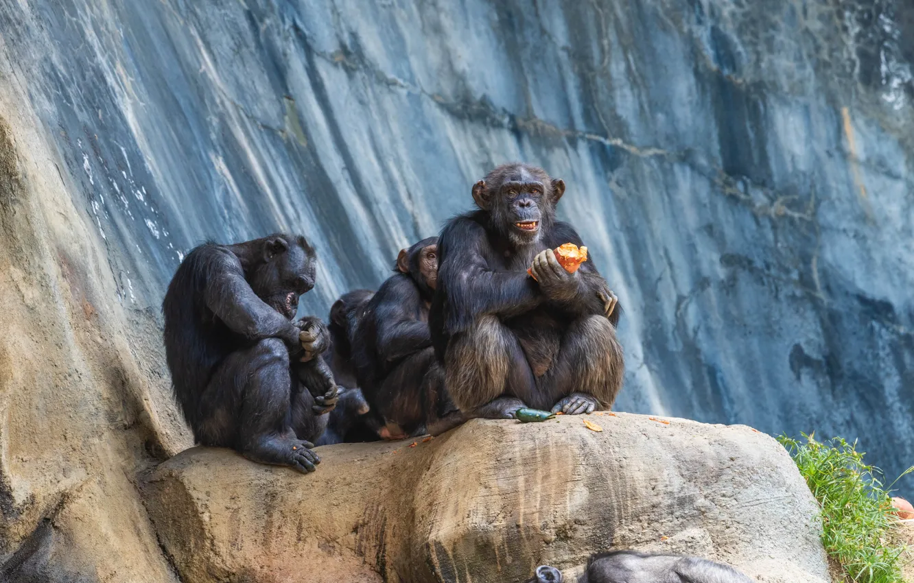 Photo wallpaper rock, pair, monkey, chimpanzees