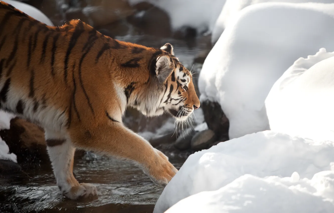 Photo wallpaper cat, snow, tiger, stream, profile, Amur
