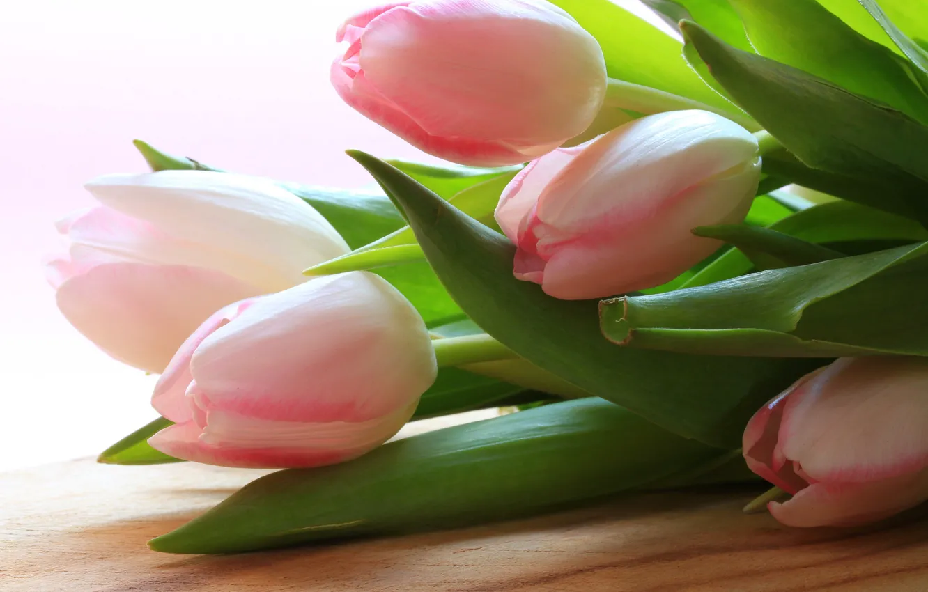 Photo wallpaper leaves, spring, petals, tulips