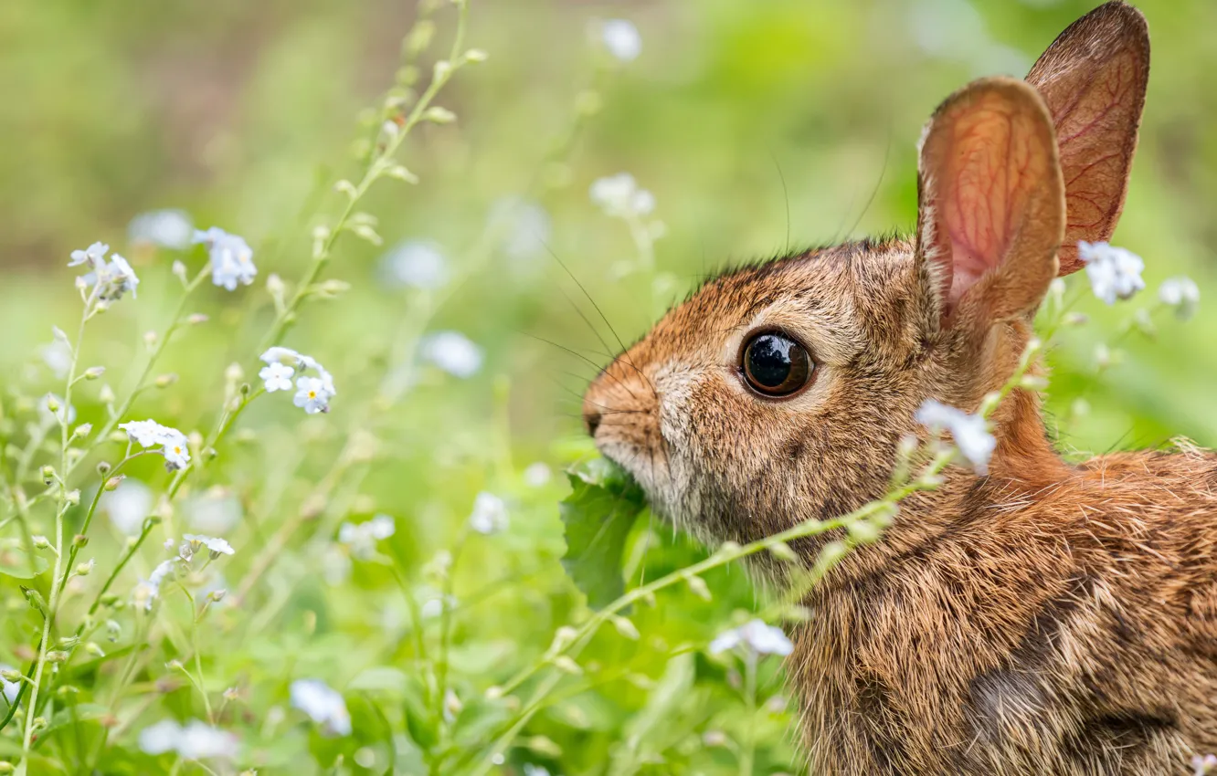 Photo wallpaper greens, grass, look, flowers, nature, hare, portrait, rabbit