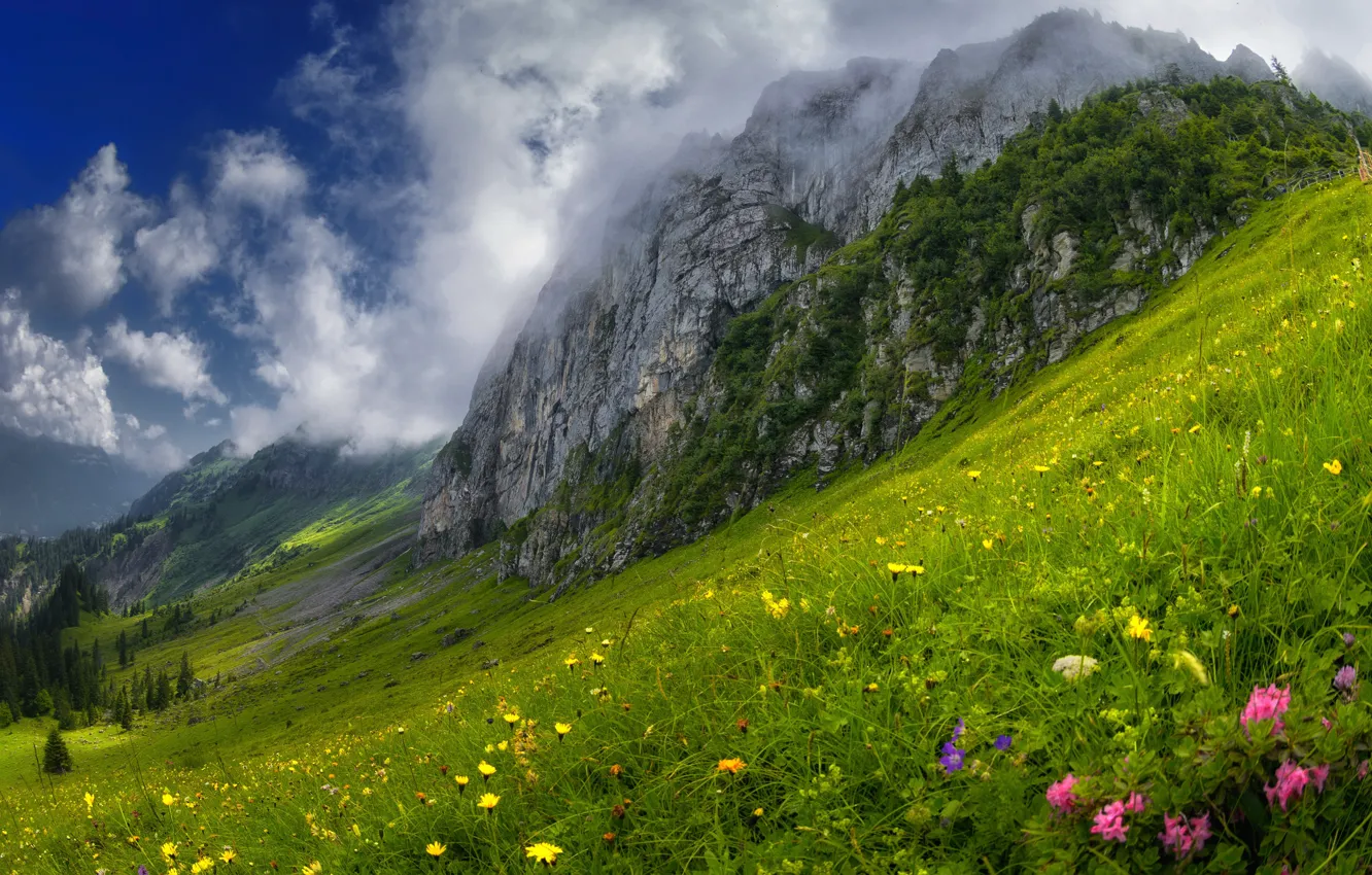 Photo wallpaper greens, forest, summer, grass, clouds, flowers, mountains, green