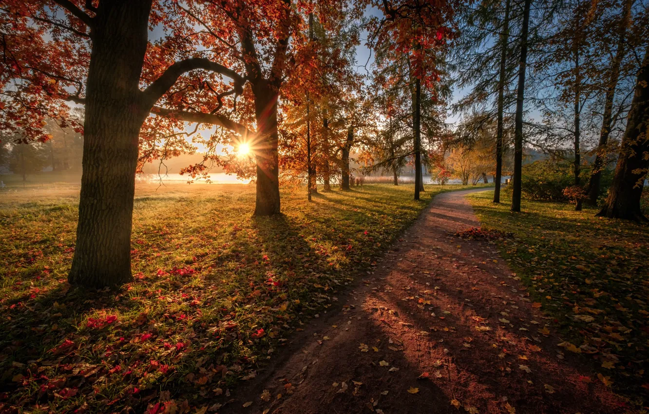 Photo wallpaper autumn, the sun, rays, trees, landscape, nature, Park, foliage