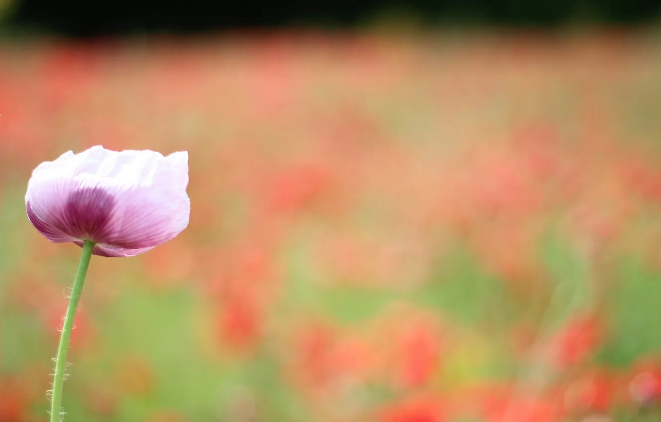 Photo wallpaper macro, nature, Mac