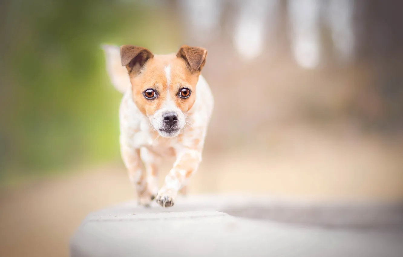 Photo wallpaper look, each, dog