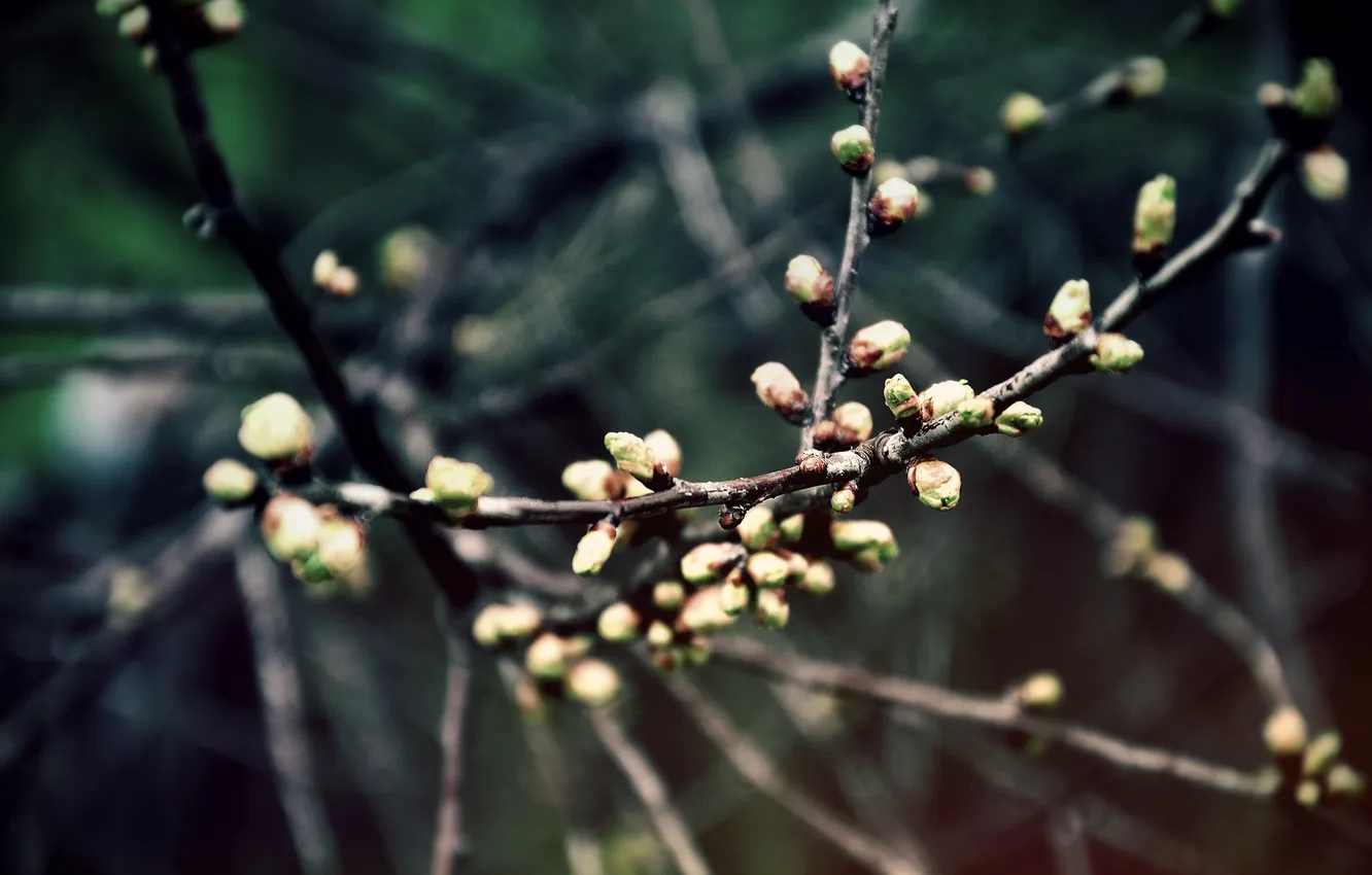 Photo wallpaper spring, kidney, awakening