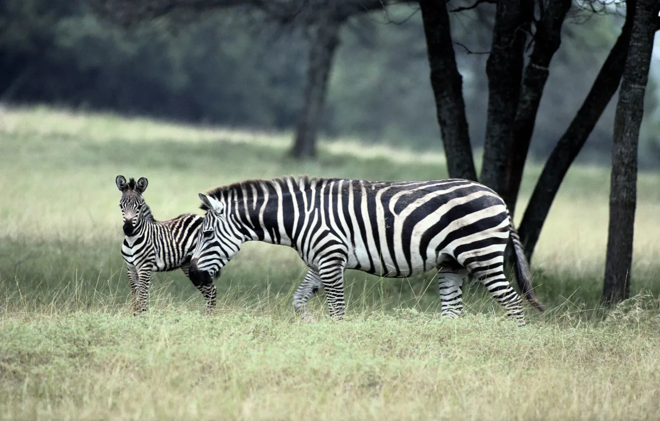 Photo wallpaper family, Zebra, zebra