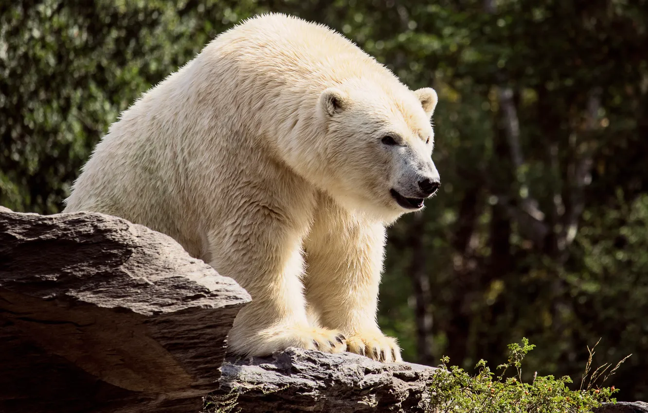 Photo wallpaper white, look, face, nature, pose, the dark background, stones, paws