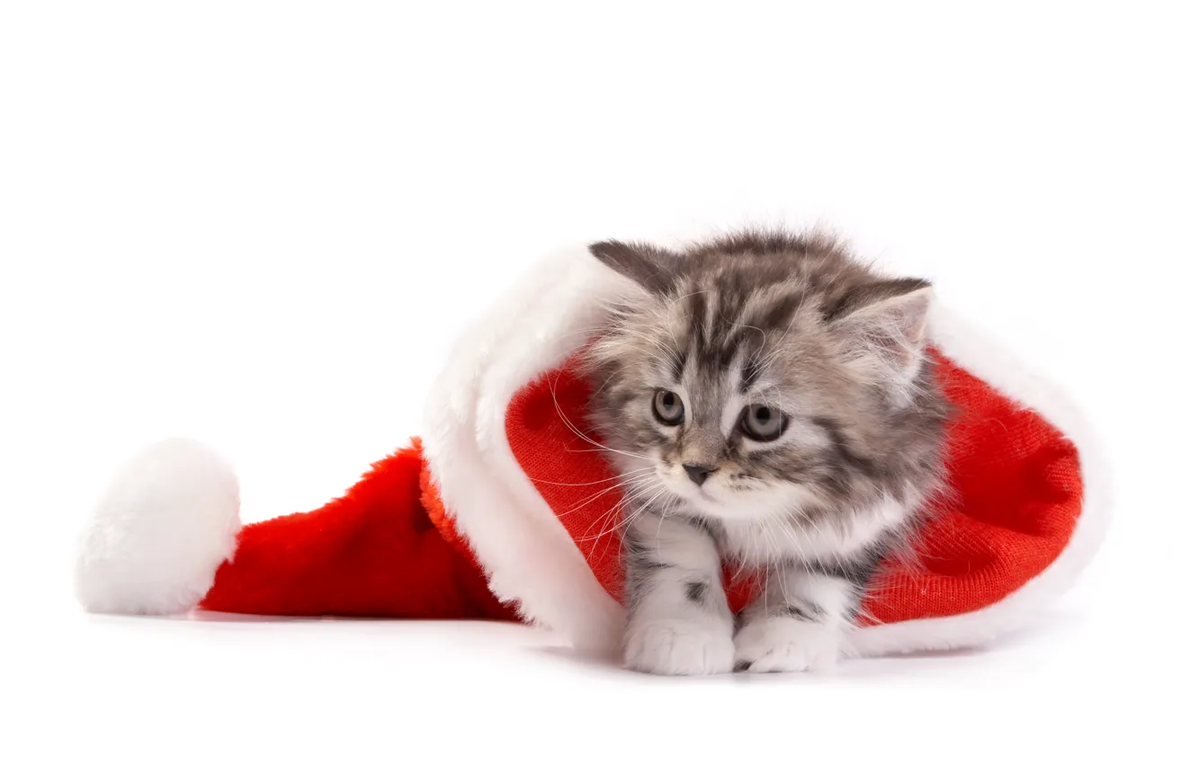 Photo wallpaper cat, Christmas, New year, christmas, new year, cat, santa hat, Santa hat