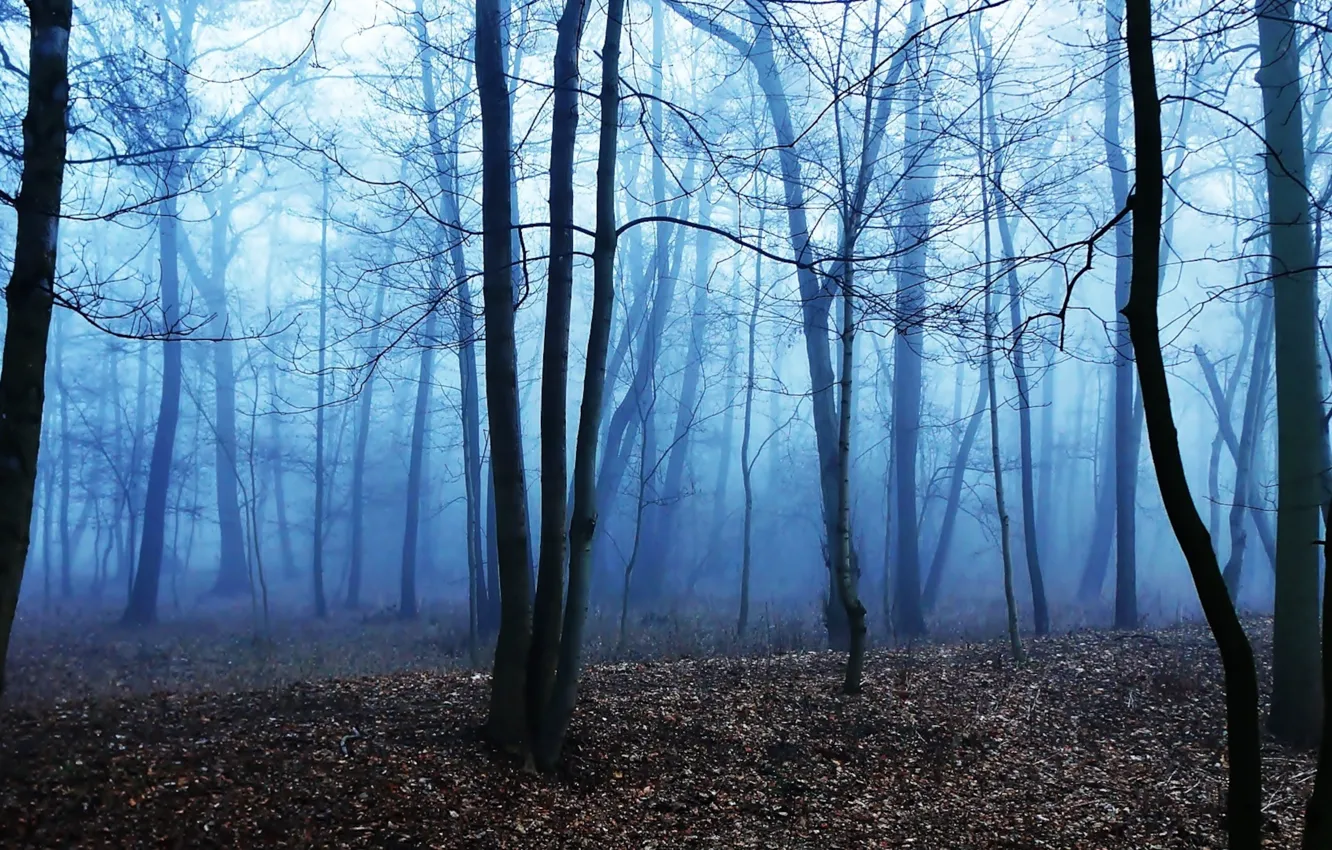 Photo wallpaper dark, forest, park, tree, fog