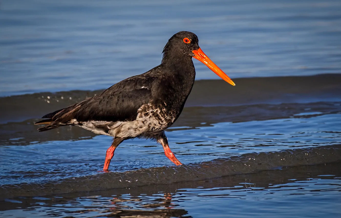Photo wallpaper water, bird, beak, volatile Oystercatcher