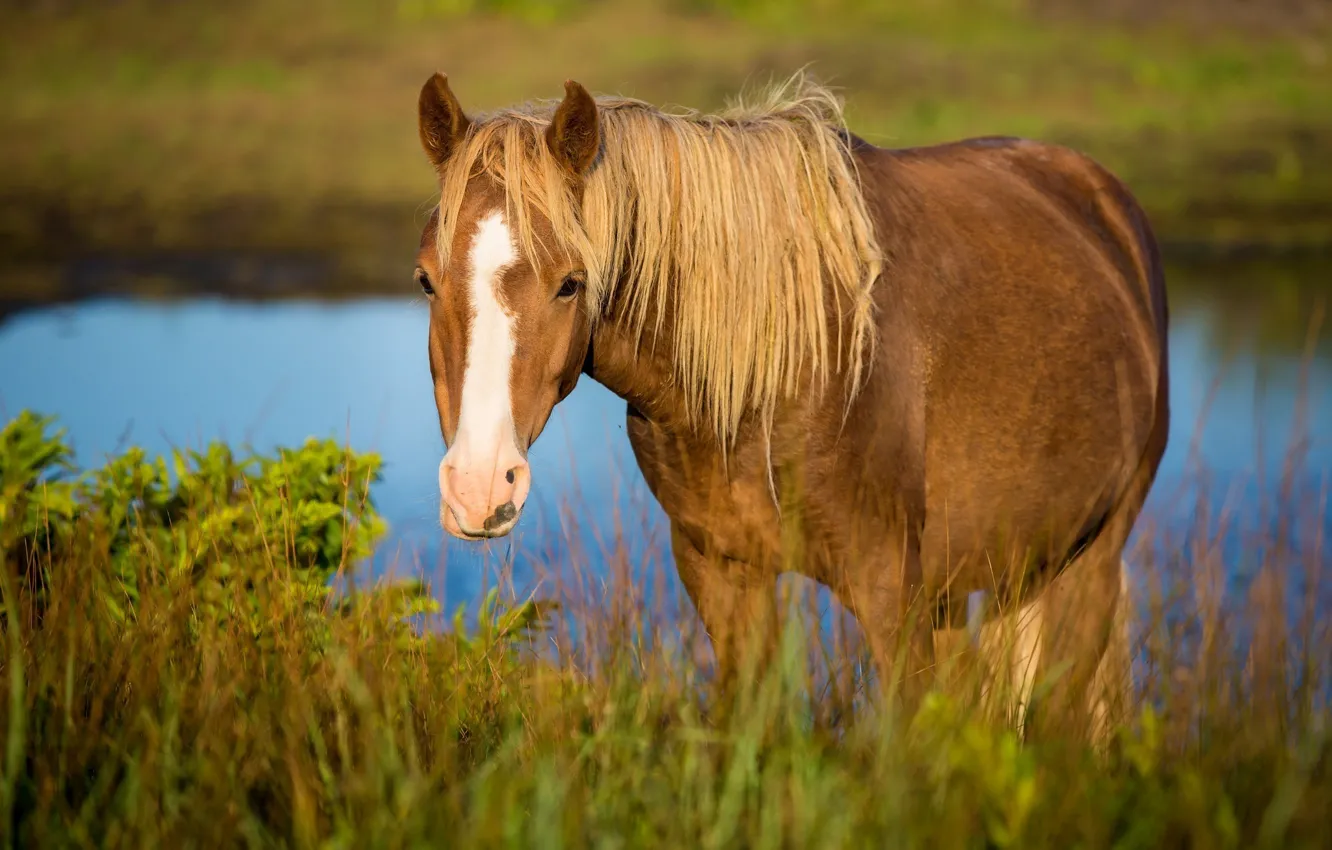 Photo wallpaper grass, face, horse, horse, pasture